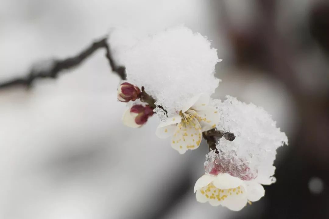 忽然一夜清香来,雪中寒梅绽笑颜