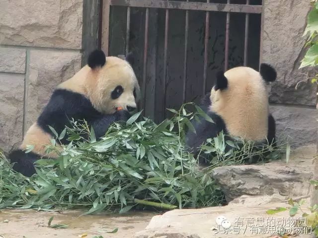 熊猫明星大白兔的历程