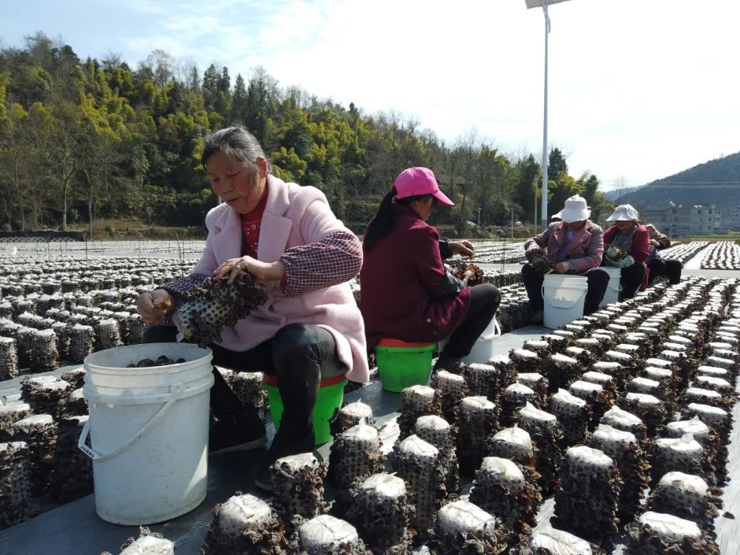 在官舟镇玛瑙生态智慧农场黑木耳基地,村民冉启英正和