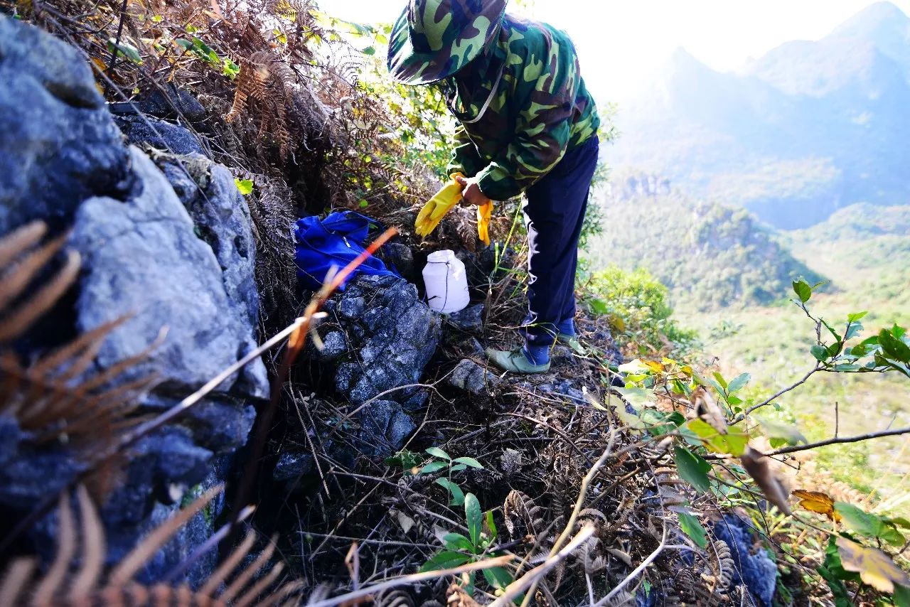 贵州长顺:大山深处的追蜂人!