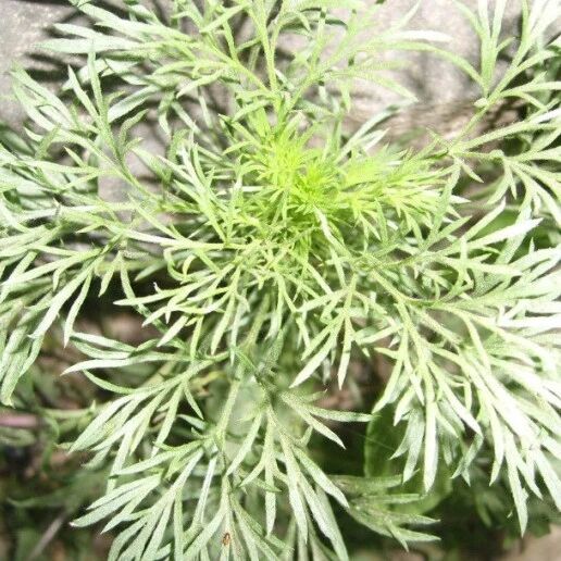 这种野草是“养肝第一药”！这个季节吃正好！