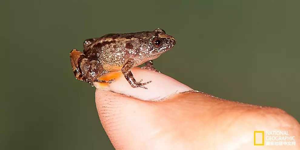 全世界最小的青蛙长这样!
