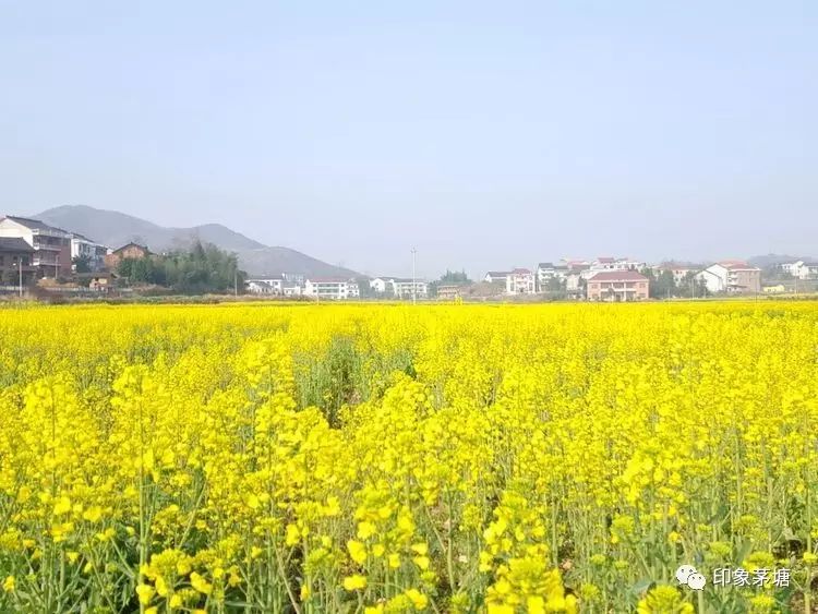 盛开的时节,笔者来到地处涟源市龙山国家森林公园脚下的茅塘镇大方村