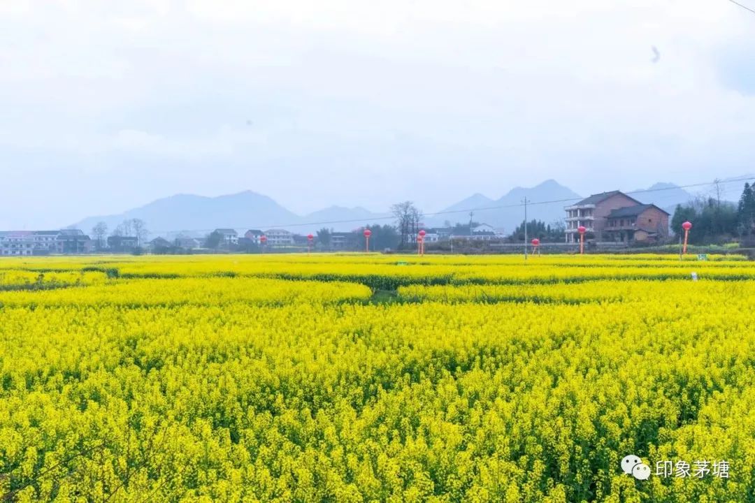 2018年茅塘镇首届油菜花节3月16日启动