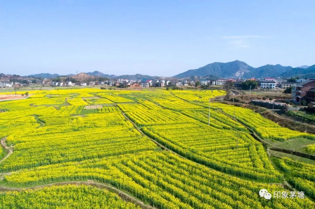 2018年茅塘镇首届油菜花节3月16日启动