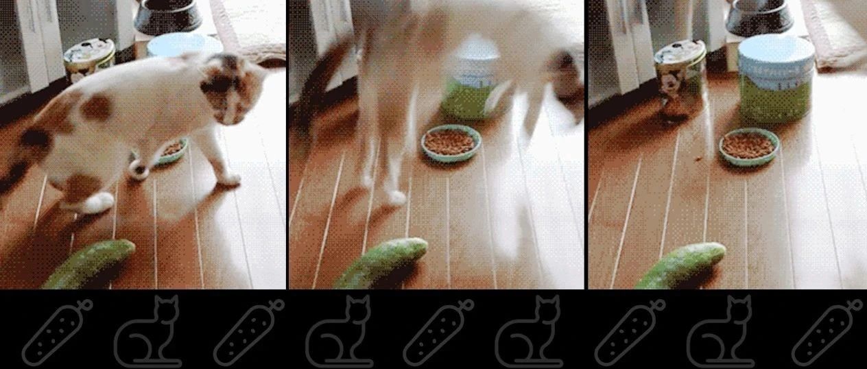 为什么猫看见黄瓜会原地起飞？