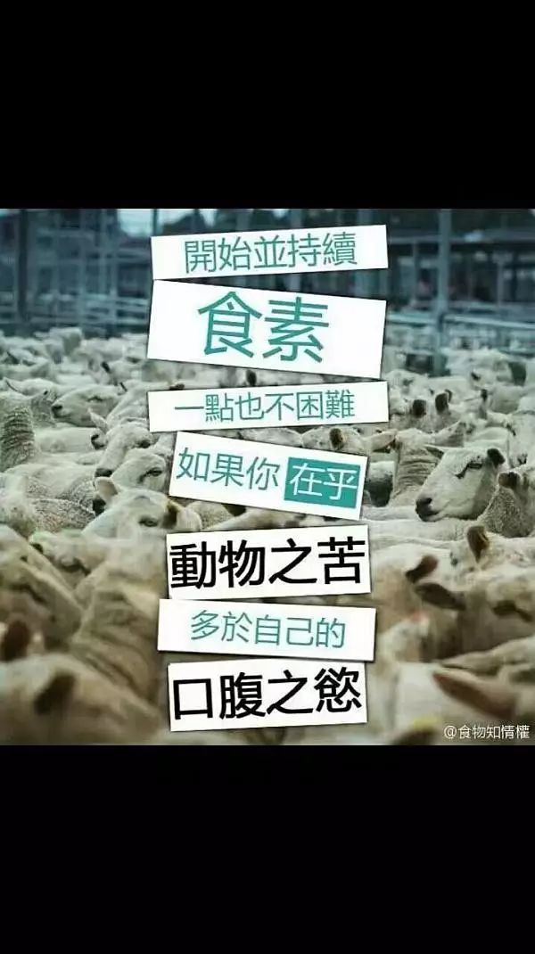 年关戒杀吃素,精进放生护生倡议