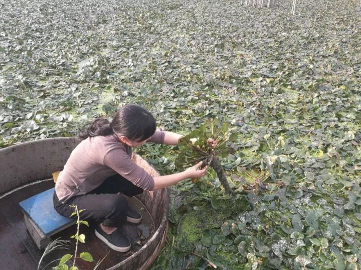 三垟菱角采摘错过要等明年(文末有福利)