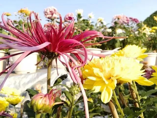 一年一度的菊花展   如约而至,终于在11月份跟大家见面 这次菊花展的