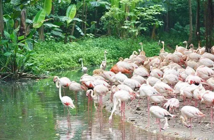 广州长隆门票_广州长隆水上乐园门票买一送一_广州长隆水上乐园门票多少钱