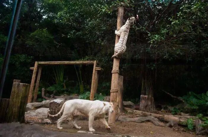 广州长隆门票_广州长隆水上乐园门票多少钱_广州长隆水上乐园门票买一送一