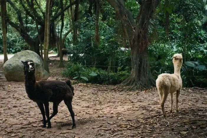 广州长隆水上乐园门票买一送一_广州长隆水上乐园门票多少钱_广州长隆门票