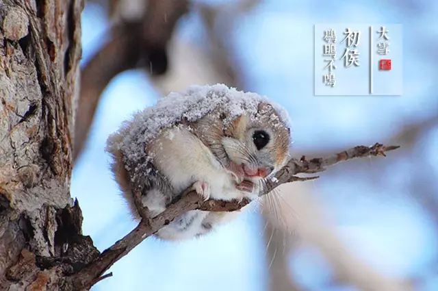 鹖鴠,夜鸣求旦之鸟,亦名寒号虫,乃阴类而求阳者,兹得一阳之生,故不鸣