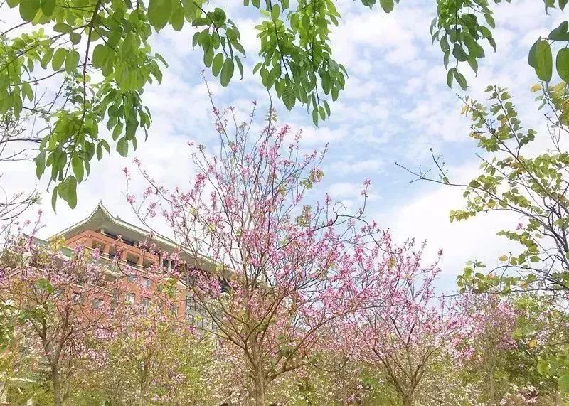 3月的广州,原来有个这么美的地方,出现了两片花海!