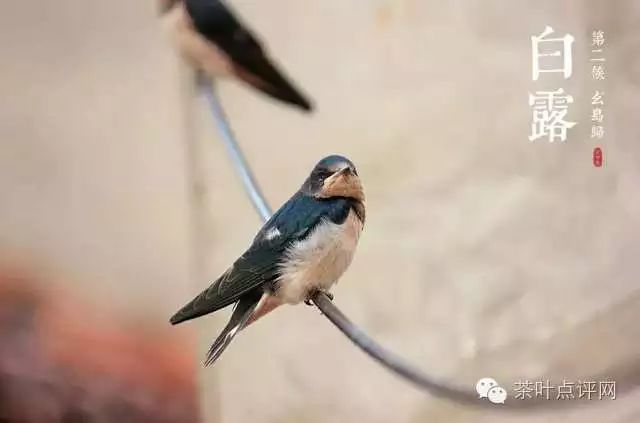 白露伊始,青茗常伴  国学小常识:何为"白露三候" 第二候,玄鸟归