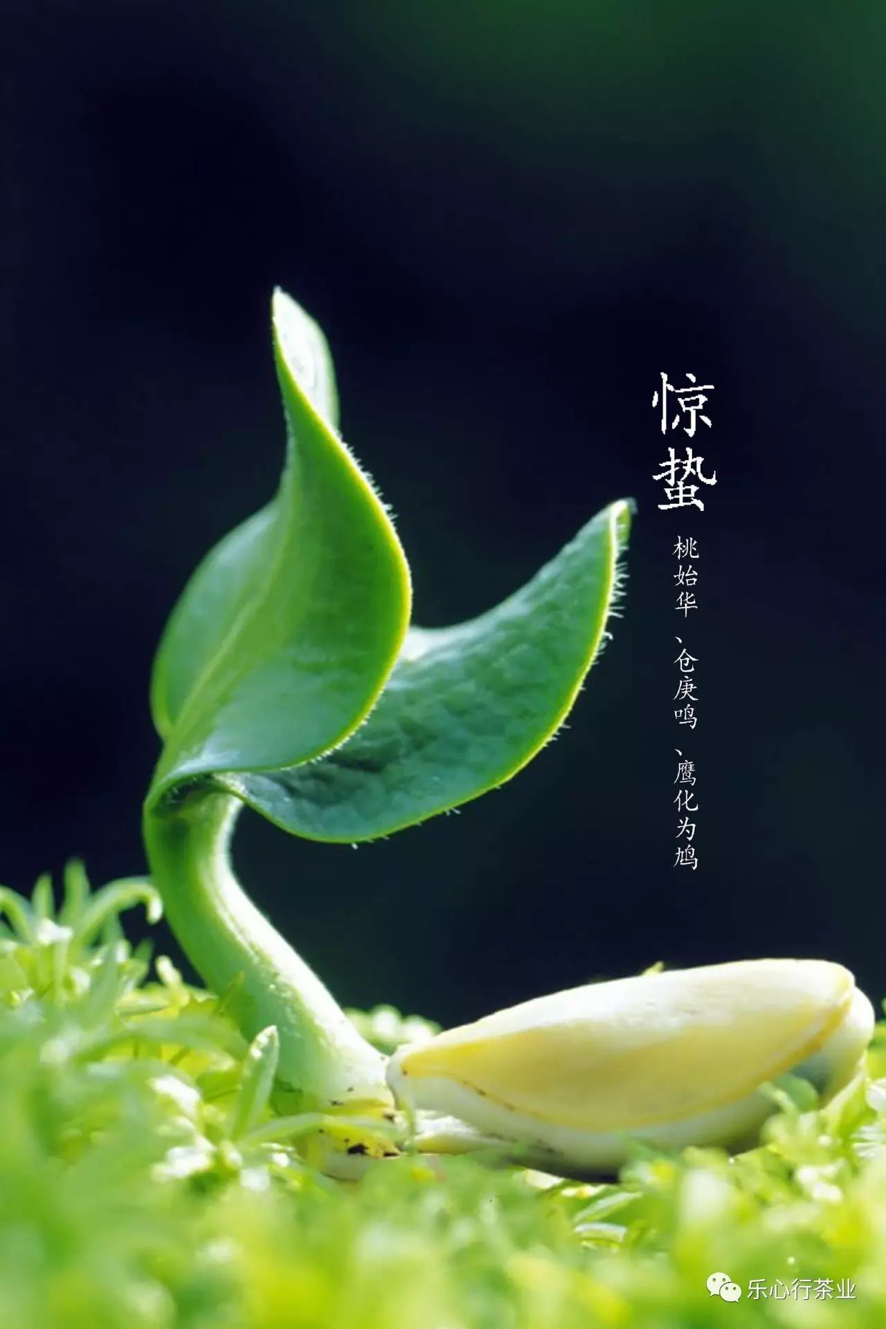 惊蛰春生万物新,琴茶山水乐心行