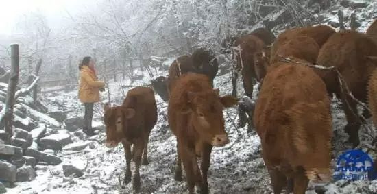 致富经养牛视频_致富经养牛视频_致富经养牛视频