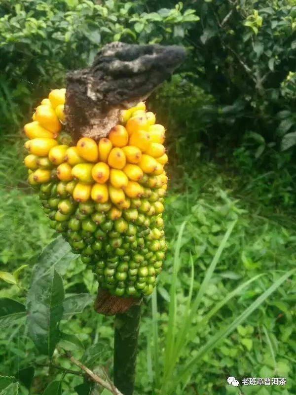 西双版纳普洱茶山稀奇物(二十八)野生魔芋