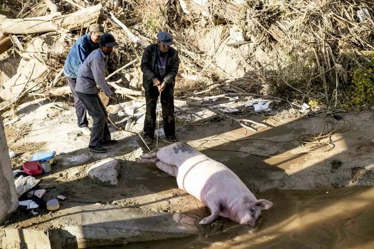 你瞧多大的一头死猪,大约有三百多斤吧!