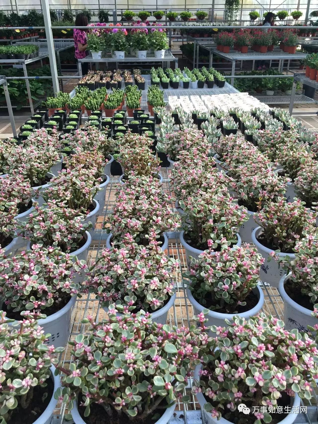 【如意花卉】顺义最大花卉基地本月26号正式营业,前200名到场送绿植!