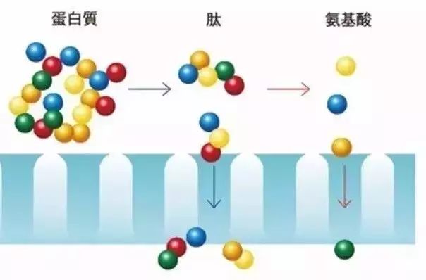 肽专家讲解小分子肽(视频完整版)