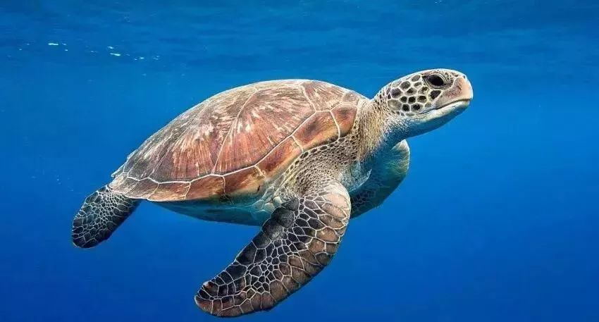 据《世界吉尼斯纪录大全》记载,海龟的寿命最长可达152年,是动物中当