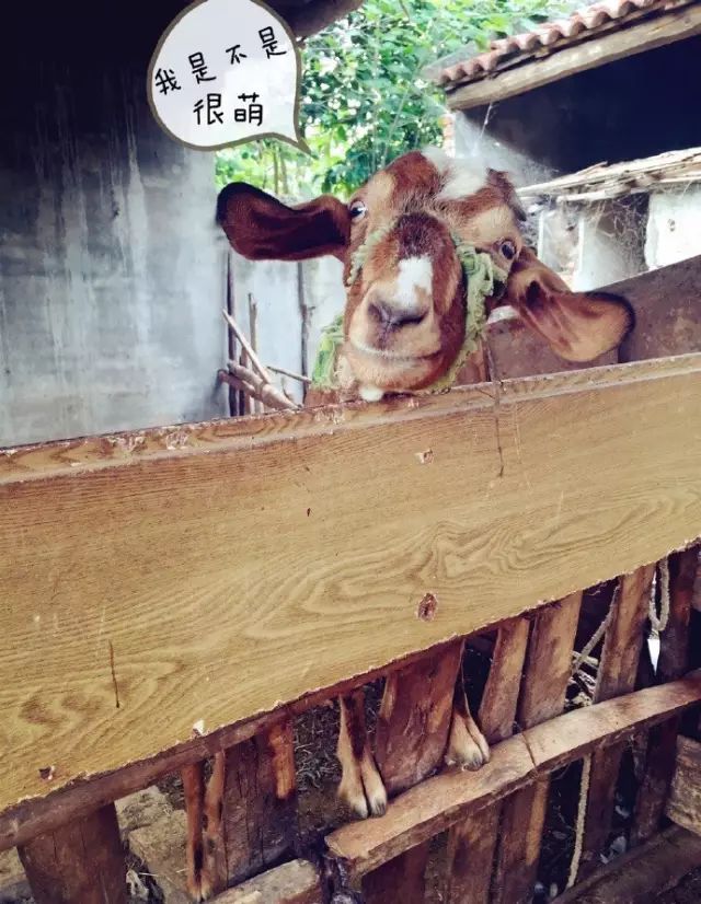 家种葡萄树吉祥吗_好讲究葡萄树种家里好不好_家里种葡萄树好不好有什么讲究吗