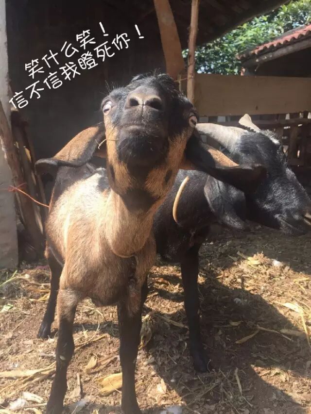 好讲究葡萄树种家里好不好_家种葡萄树吉祥吗_家里种葡萄树好不好有什么讲究吗