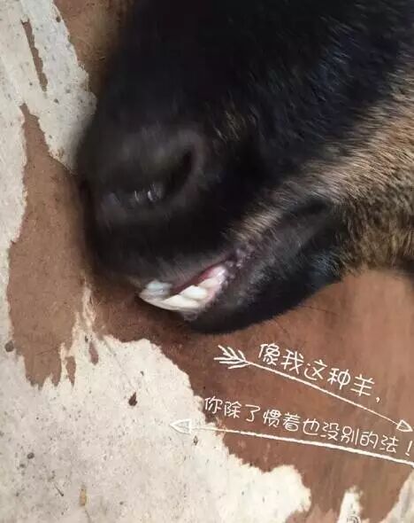 家种葡萄树吉祥吗_家里种葡萄树好不好有什么讲究吗_好讲究葡萄树种家里好不好