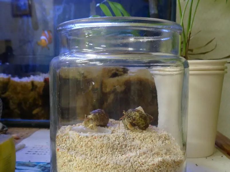 オカヤドカリの飼育方法、注意点などを飼育体験をもとに紹介します | 熱帯魚の飼育方法