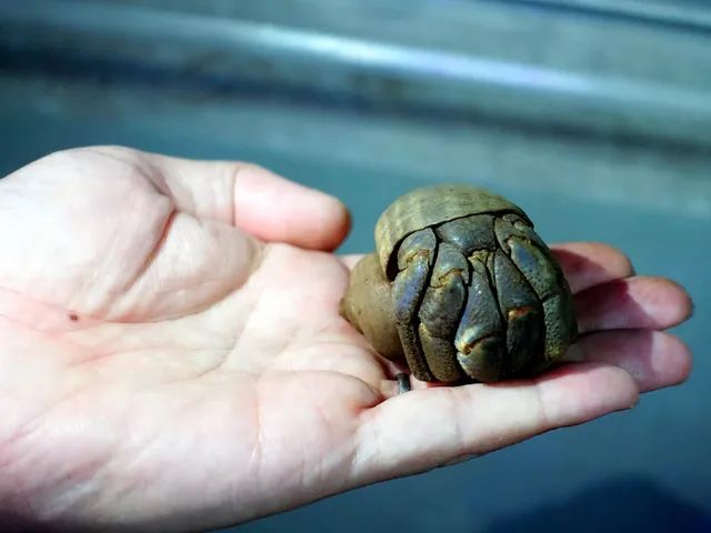 天然記念物オカヤドカリが水族館に 事件の証拠品、警察「預かって」 [神奈川県]：朝日新聞