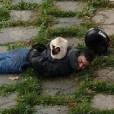 这猫看到警方逮捕了一名罪犯趴在地上，它就给直接躺上去了！