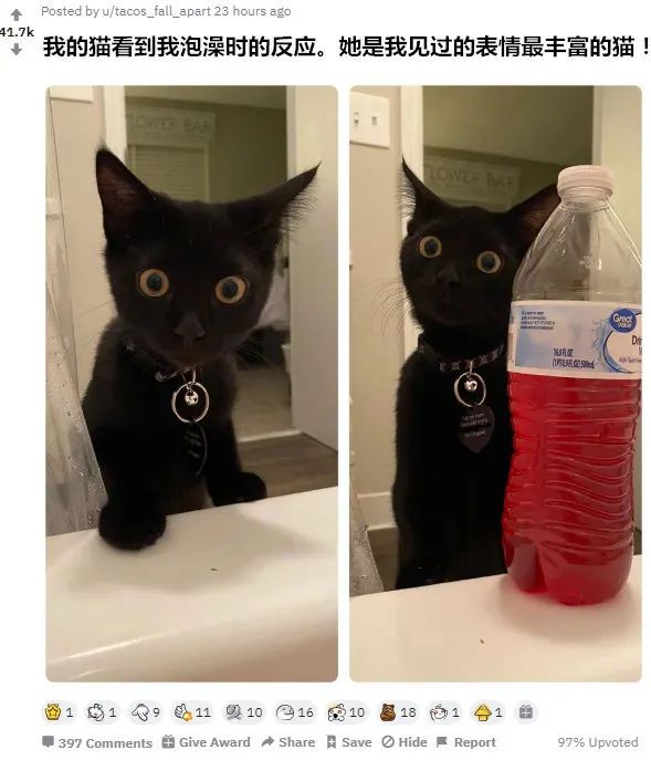 看到主人在洗澡，猫就会露出这种表情，太可爱了！