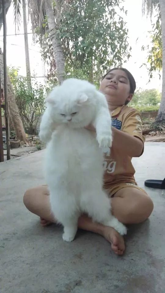 网友家养了一只白猫，可是非常大，小主人每次抱它都这个表情