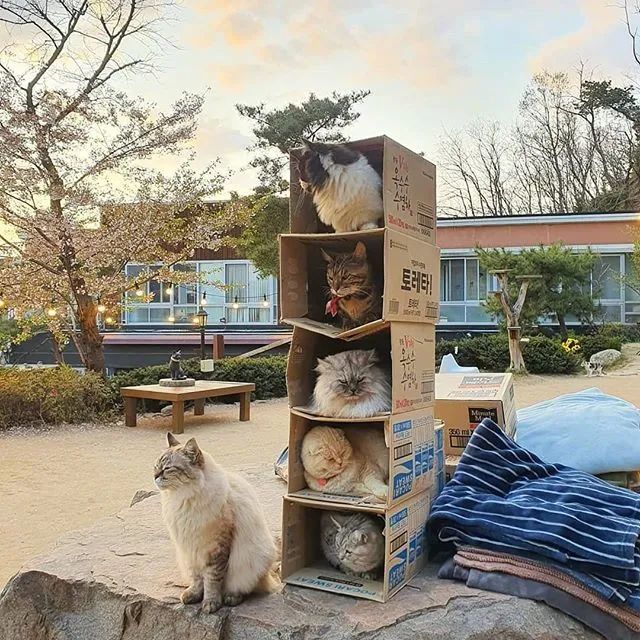 用纸箱给猫们搭了个猫公寓，猫很喜欢，就是这质量有点堪忧!
