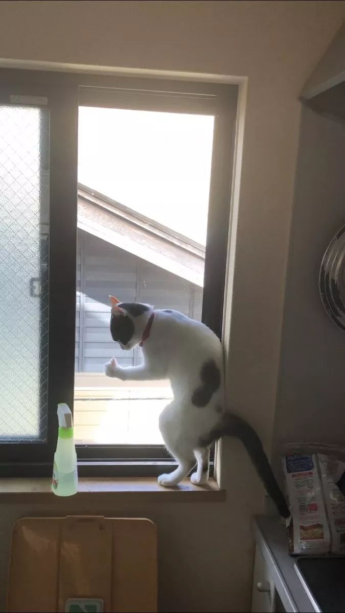 推主无意发现猫在窗边站，竟还比着这动作，让人笑屎..