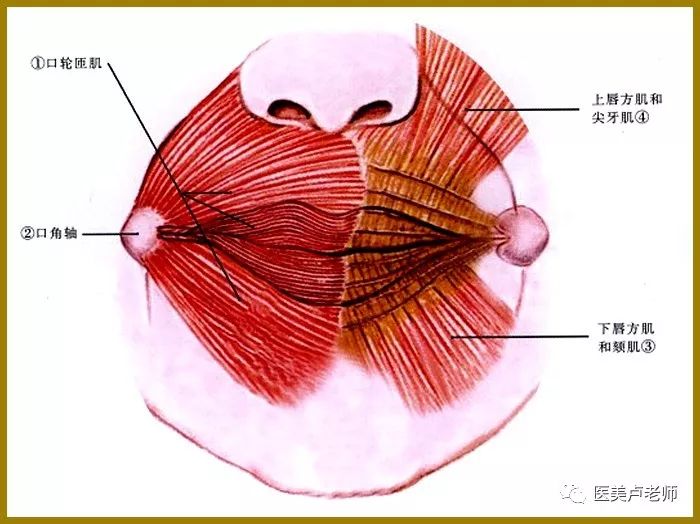 下唇相关解剖