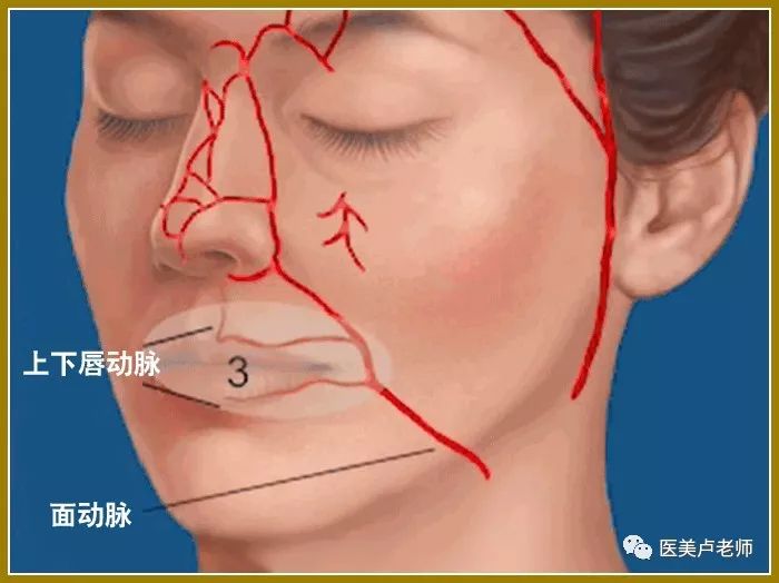 唇与口角相关解剖