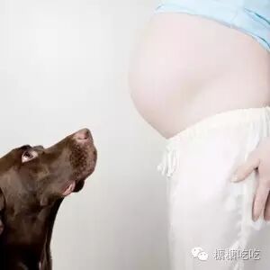 谁说怀孕不能养狗,被打脸啪啪啪了吧-怀孕期