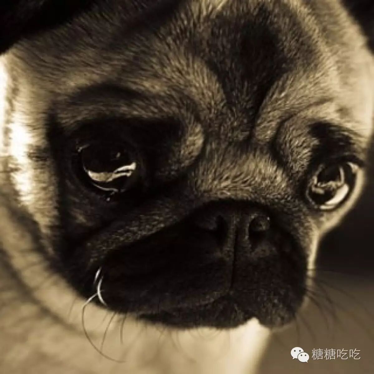 谁说怀孕不能养狗,被打脸啪啪啪了吧-怀孕期