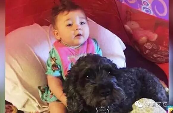 谁说怀孕不能养狗,被打脸啪啪啪了吧-怀孕期