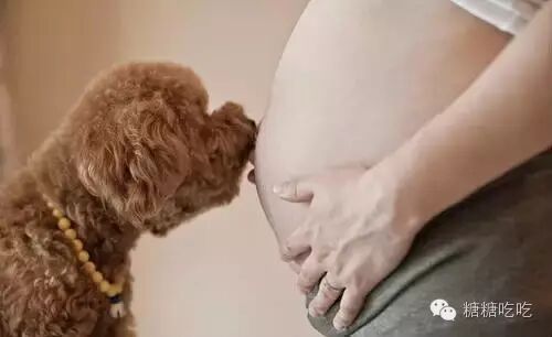 谁说怀孕不能养狗,被打脸啪啪啪了吧-怀孕期
