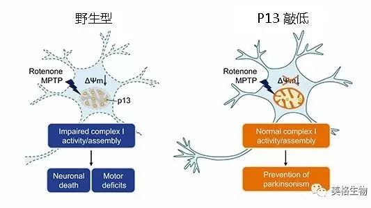 CRISPR/Cas9技术防止帕金森综合征