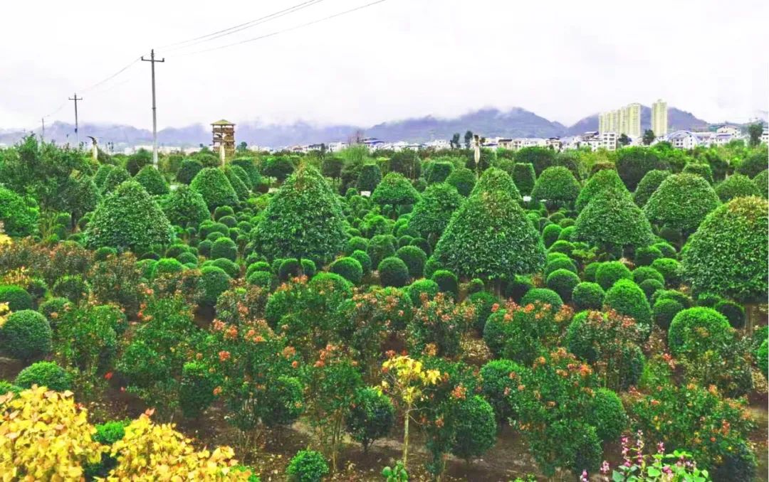 花木速递丨第十届中国花卉博览会绿化观赏苗木新产品奖特辑三