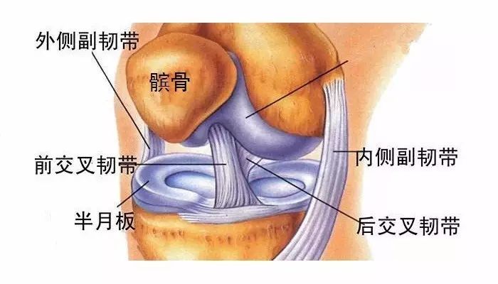 你能分清肌腱、韧带和肌筋膜吗？ | 今日话题