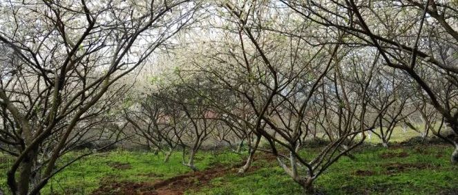 模板李花漫山飘香雪,春意萌动渐苏醒春节来始兴体验漫山“香雪”吧!