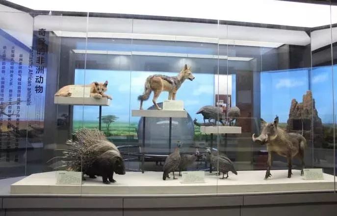 北京自然博物馆主要从事 古生物,动物,植物和人类学等领域的 标本收藏