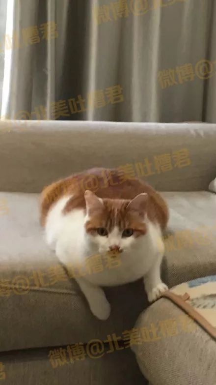 妈妈说猫咪是世界上最可爱的动物