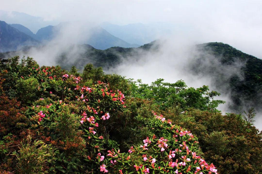 广西猫儿山原生态旅游有限公司