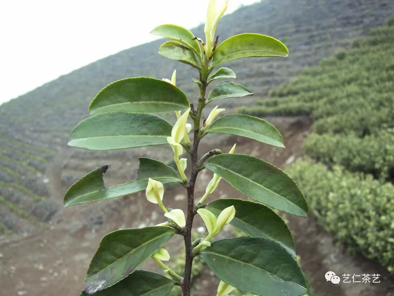 安吉白茶:我叫白茶,但我是绿茶